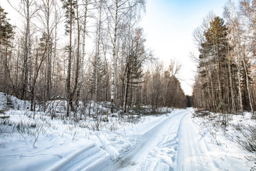 Snowy dense forest in winter on a frosty morning