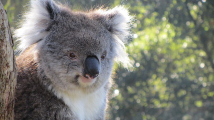 koala in tree