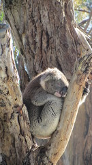 koala in a tree
