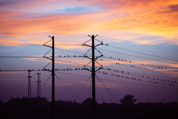 wires of poser line create stave with bird.