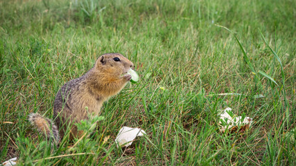 Naklejka na ściany i meble a wild gopher eats human food among the garbage. Harm to animals from humans