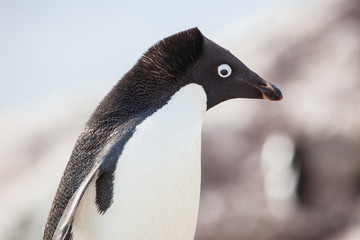 Adele penguin in Antarctica