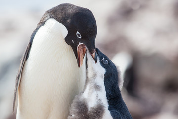 Adele penguin in Antarctica