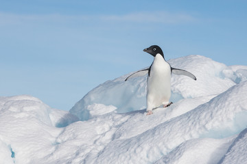 Adele penguin in Antarctica