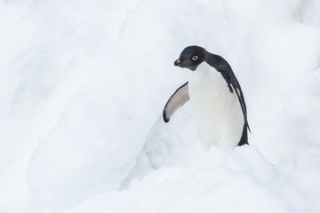 Adele penguin in Antarctica