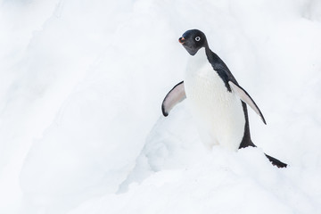 Adele penguin in Antarctica