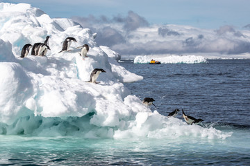 Adele penguin in Antarctica