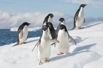Fototapeta na wymiar Adele Penguin on Ice in Antarctica