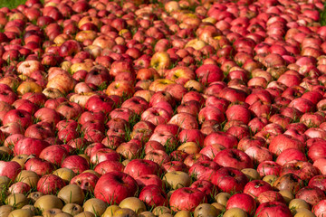 Hundreds of apples and pears laying on the ground after a bumper harvest
