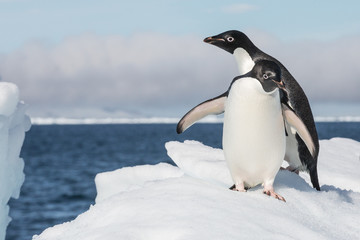 Adele Penguin on Ice in Antarctica