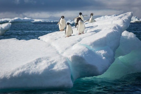Adele Penguin on Ice in Antarctica