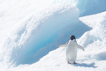 Adele penguin in Antarctica