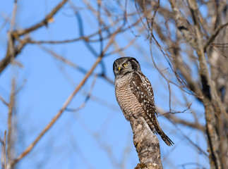 Northern Hawk Owl Perched in Tree  on Blue Sky in Winter 