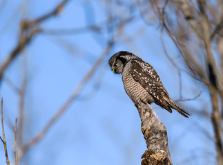 Northern Hawk Owl Perched on Top of the Snag on Blue Sky in Winter