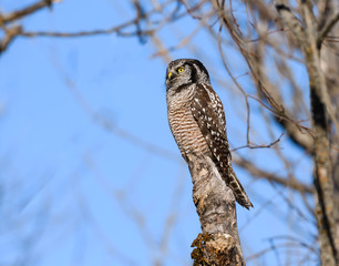 Northern Hawk Owl Perched on Top of the Snag on Blue Sky in Winter