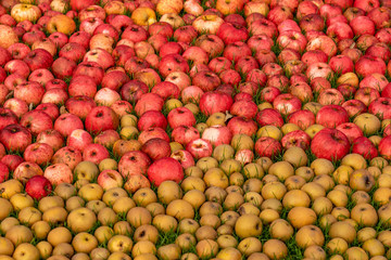 Hundreds of apples and pears laying on the ground after a bumper harvest