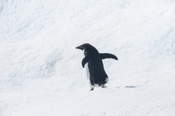 Adele penguin in Antarctica