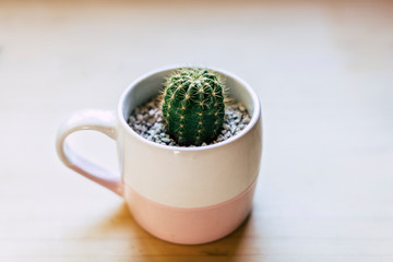 Green Cactus on white and pink pot over a wood table with background natural light