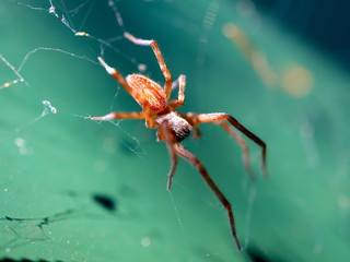 Macro of a little brown spider