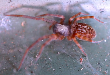 Macro of a little brown spider