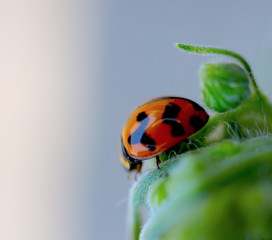 Lady bug sitting on a plant