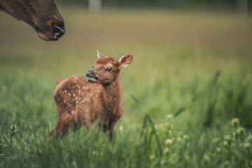 Portrait of a newborn fawn in the Spring