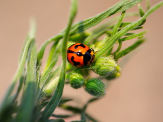 Lady bug sitting on a plant