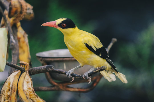 Black Naped Oriole (Oriolus chinensis) or Single Yellow Bird Perched on a Tree branch.