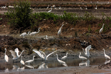 White Egrets