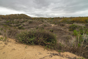 Sand dunes and native plants. Oceano, California