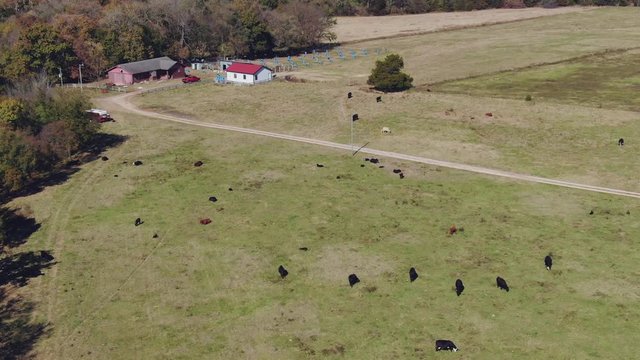 Aerial view of ranch house with many cows in the front yard