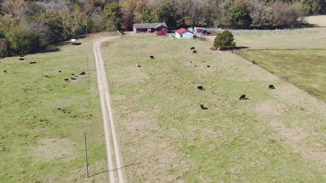 Orbital aerial view of cows in the foreground of a ranch house setting