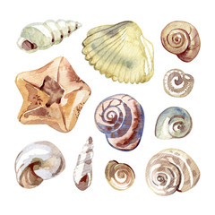Watercolor set with sea shells and starfish isolated on white.