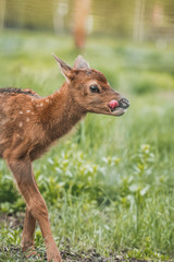 Portrait of a newborn fawn in the Spring