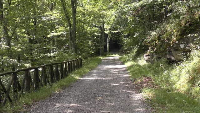 Campigna -  parco delle foreste casentinesi