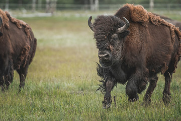 The iconic and powerful Bison bull © Peter