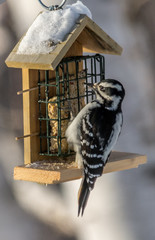 Downy Woodpecker at tallow feeder