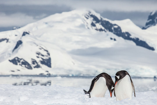 Gentoo Penguins, Antarctica