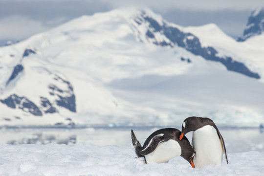 Gentoo Penguins, Antarctica