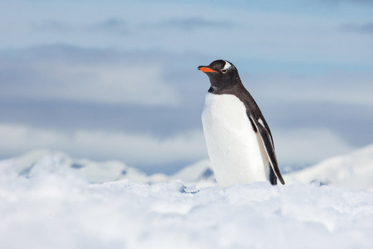 Gentoo Penguin, Antarctica
