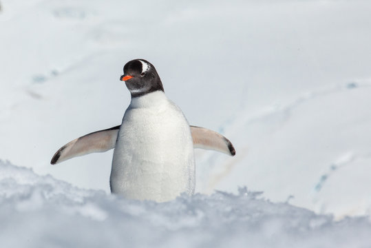 Gentoo Penguin, Antarctica