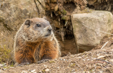 Marmot Looking For Spring