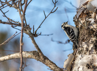 Downy Woodpecker in a Winterwonderland