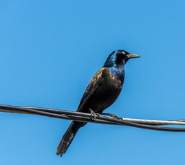 The common grackle (Quiscalus quiscula)