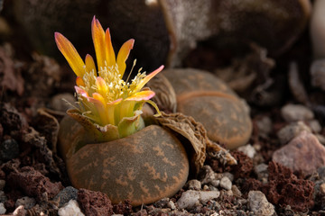 Close up of Lithops flower or living stone blossoms