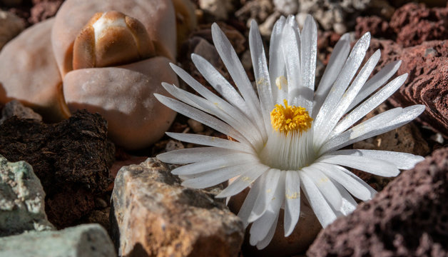 Close up of Lithops flower or living stone blossoms
