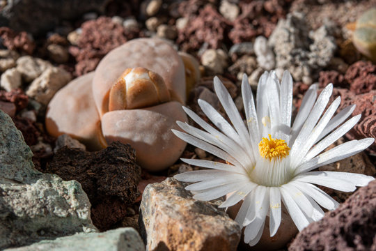 Close up of Lithops flower or living stone blossoms