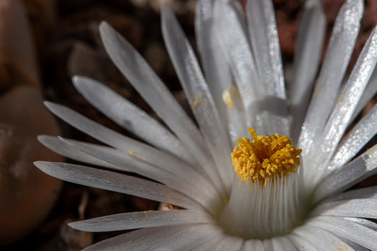 Close up of Lithops flower or living stone blossoms