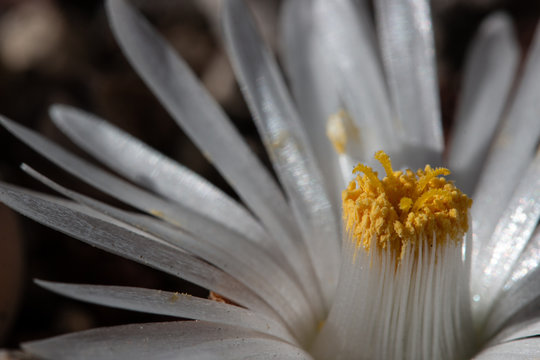 Close up of Lithops flower or living stone blossoms