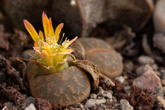 Close up of Lithops flower or living stone blossoms